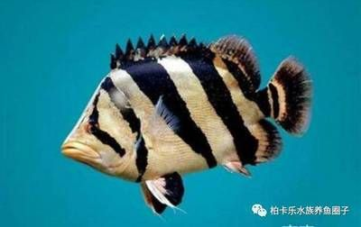 虎魚要天天喂嗎怎么喂：虎魚的喂養頻率并不是每天都需要喂食，而是需要根據生活習慣來確定