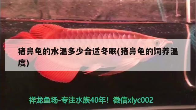 豬鼻龜?shù)乃疁囟嗌俸线m冬眠(豬鼻龜?shù)娘曫B(yǎng)溫度)