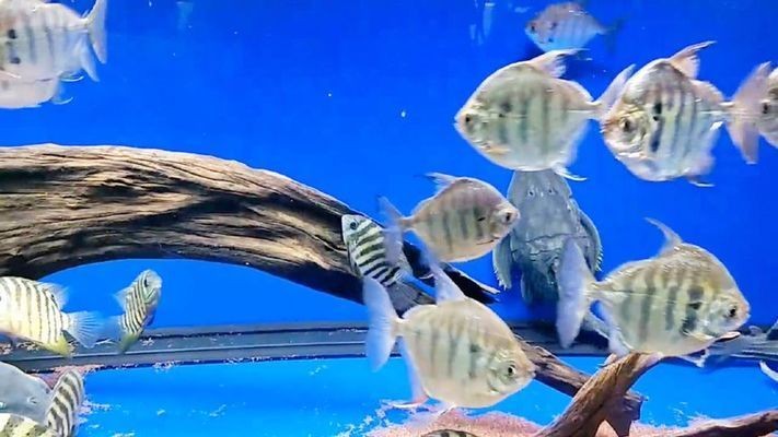 虎紋銀板魚的飼養(yǎng)方法：虎紋銀板魚的混養(yǎng)技巧虎紋銀板魚的混養(yǎng)技巧虎紋銀板魚