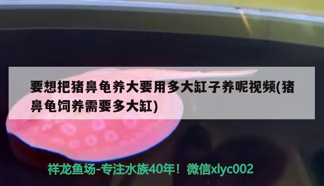 要想把豬鼻龜養(yǎng)大要用多大缸子養(yǎng)呢視頻(豬鼻龜飼養(yǎng)需要多大缸)