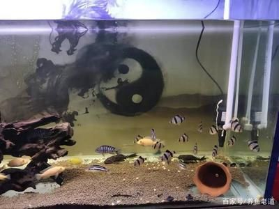 虎皮魚的飼養方式：虎皮魚在魚缸上層游動可能會讓我們對虎皮魚進行健康