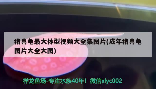豬鼻龜最大體型視頻大全集圖片(成年豬鼻龜圖片大全大圖)