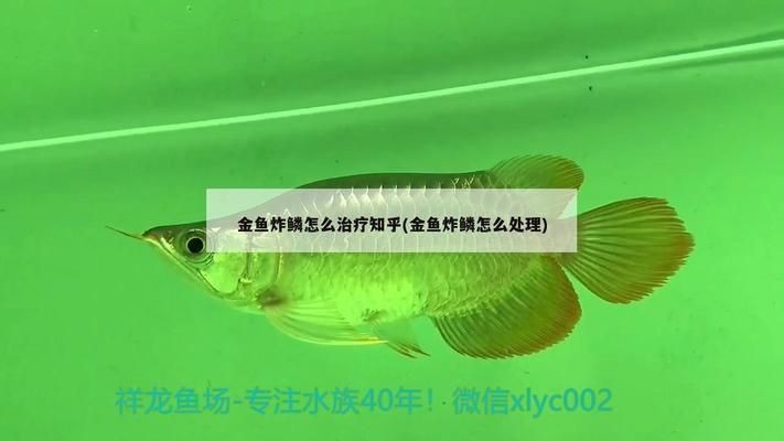 龍魚炸鱗能治療好嗎vs祥龍魚場：祥龍魚場的評價龍魚炸鱗的常見原因