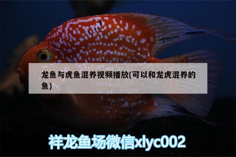 龍魚與虎魚混養視頻播放(可以和龍虎混養的魚)