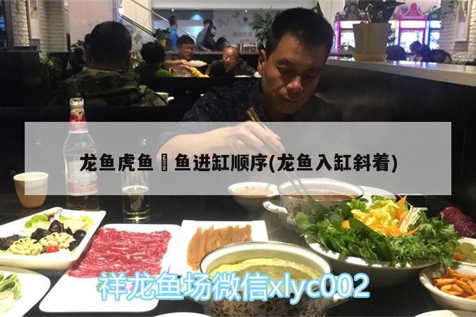龍魚虎魚魟魚進(jìn)缸順序(龍魚入缸斜著)