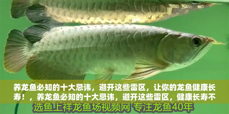 養龍魚10大忌 龍魚百科 第2張 養龍魚10大忌 養龍魚10大忌 龍魚百科 第2張