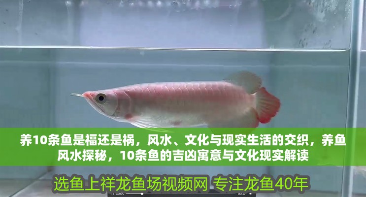 養龍魚10大忌 龍魚百科 第4張 養龍魚10大忌 養龍魚10大忌 龍魚百科 第4張