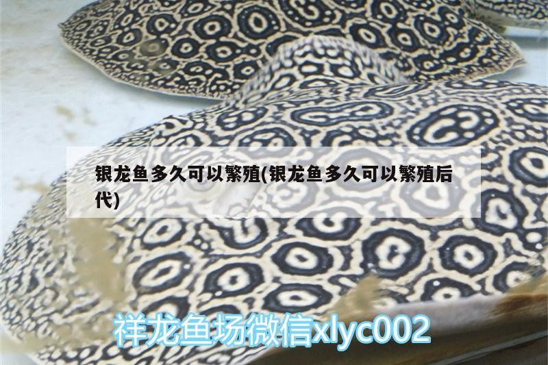 銀龍魚多久可以繁殖(銀龍魚多久可以繁殖后代) 銀龍魚多久可以繁殖(銀龍魚多久可以繁殖后代) 銀龍魚百科