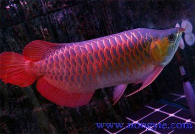 紅龍魚的分類有哪些種類：紅龍魚主要種類及其詳細信息