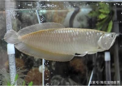 龍魚需要24小時開燈嗎為什么vs祥龍魚場：龍魚夜間照明對健康影響如何科學安排龍魚光照