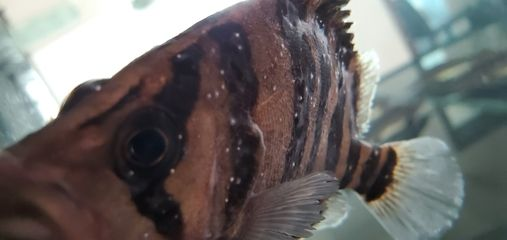 純黑虎魚：如何讓你的虎魚看起來更明亮 純黑虎魚：如何讓你的虎魚看起來更明亮 虎魚百科 第1張