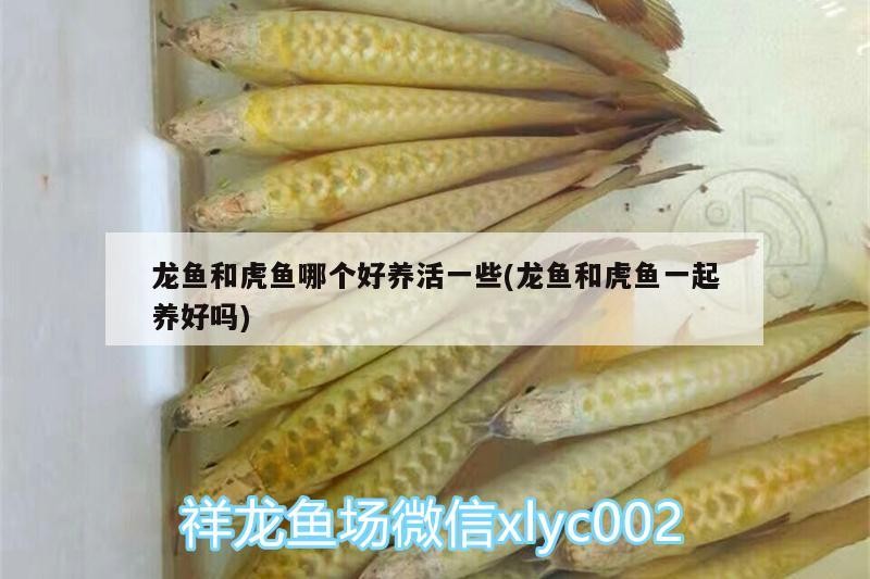 鸚鵡魚 龍魚和虎魚哪個好養(yǎng)活一些(龍魚和虎魚一起養(yǎng)好嗎) 虎魚百科 龍魚和虎魚哪個好養(yǎng)活一些(龍魚和虎魚一起養(yǎng)好嗎) 龍魚和虎魚哪個好養(yǎng)活一些(龍魚和虎魚一起養(yǎng)好嗎) 虎魚百科