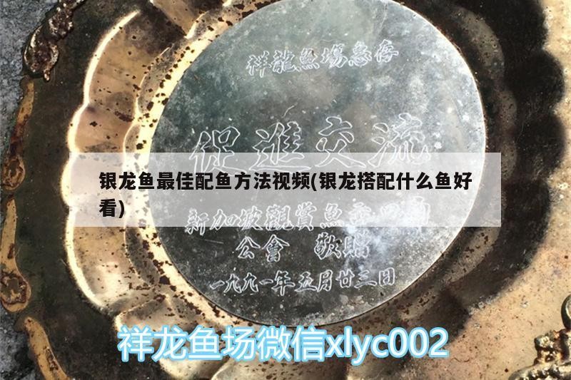 銀龍魚最佳配魚方法視頻(銀龍搭配什么魚好看)