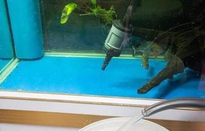 大魚缸換水怎么加熱的：給大魚缸換水時加熱棒是一種常見的加熱方法