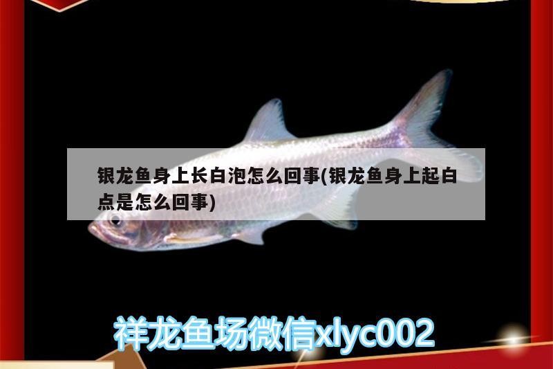 銀龍魚身上長(zhǎng)白泡怎么回事(銀龍魚身上起白點(diǎn)是怎么回事)