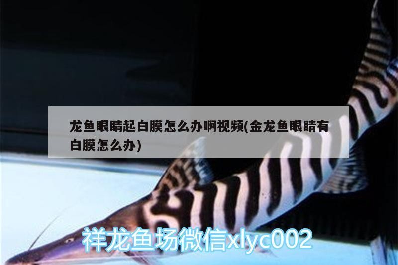 龍魚(yú)眼睛起白膜怎么辦啊視頻(金龍魚(yú)眼睛有白膜怎么辦) 龍魚(yú)眼睛起白膜怎么辦啊視頻(金龍魚(yú)眼睛有白膜怎么辦) 虎魚(yú)百科