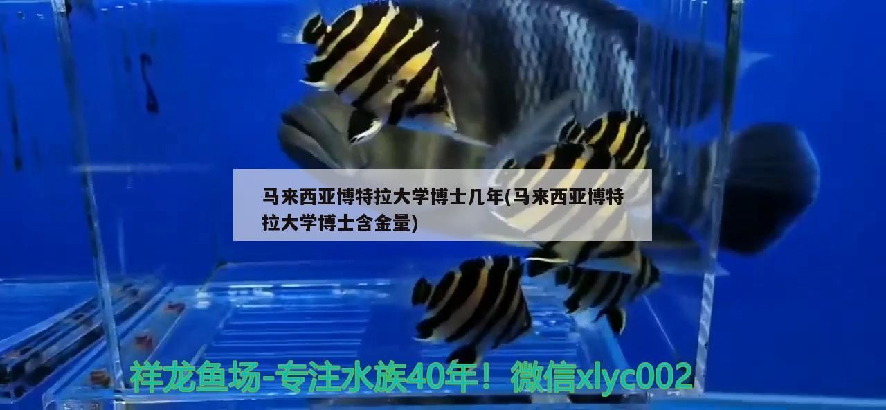 馬來西亞博特拉大學博士幾年(馬來西亞博特拉大學博士含金量)