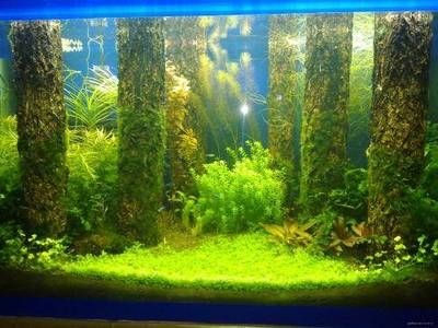 大魚缸咋清洗啊：如何清洗大魚缸？ 大魚缸咋清洗啊：如何清洗大魚缸？ 魚缸百科 第3張
