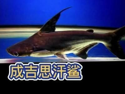 龍魚變白了怎么回事vs祥龍魚場：祥龍魚場的龍魚品種，龍魚變白的常見原因 龍魚變白了怎么回事vs祥龍魚場：祥龍魚場的龍魚品種，龍魚變白的常見原因 vs祥龍魚場 第2張