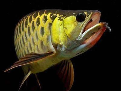 龍魚變白了怎么回事vs祥龍魚場：祥龍魚場的龍魚品種，龍魚變白的常見原因 龍魚變白了怎么回事vs祥龍魚場：祥龍魚場的龍魚品種，龍魚變白的常見原因 vs祥龍魚場 第4張