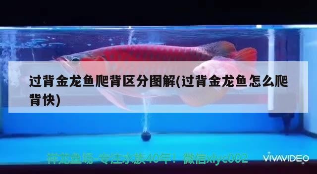 過背金龍魚爬背區(qū)分圖解(過背金龍魚怎么爬背快)