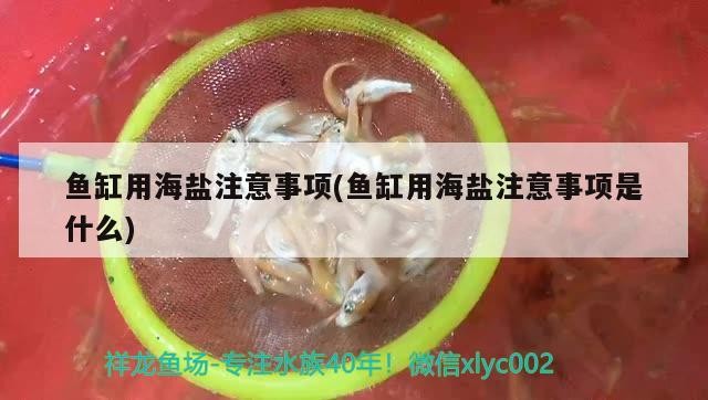 魚缸用海鹽注意事項(魚缸用海鹽注意事項是什么) 魚缸用海鹽注意事項(魚缸用海鹽注意事項是什么) 魟魚百科