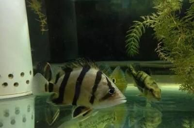 印尼虎魚怎么喂食視頻：印尼虎魚怎么喂食 印尼虎魚怎么喂食視頻：印尼虎魚怎么喂食 虎魚百科 第3張