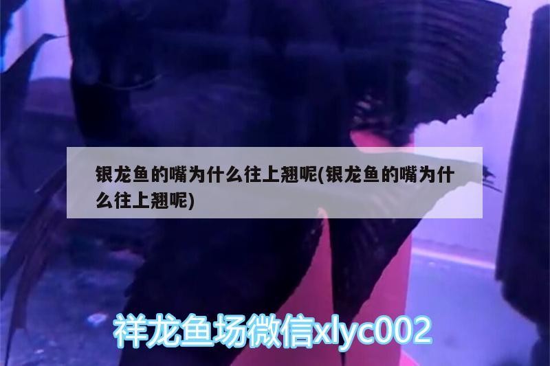 銀龍魚(yú)的嘴為什么往上翹呢(銀龍魚(yú)的嘴為什么往上翹呢)