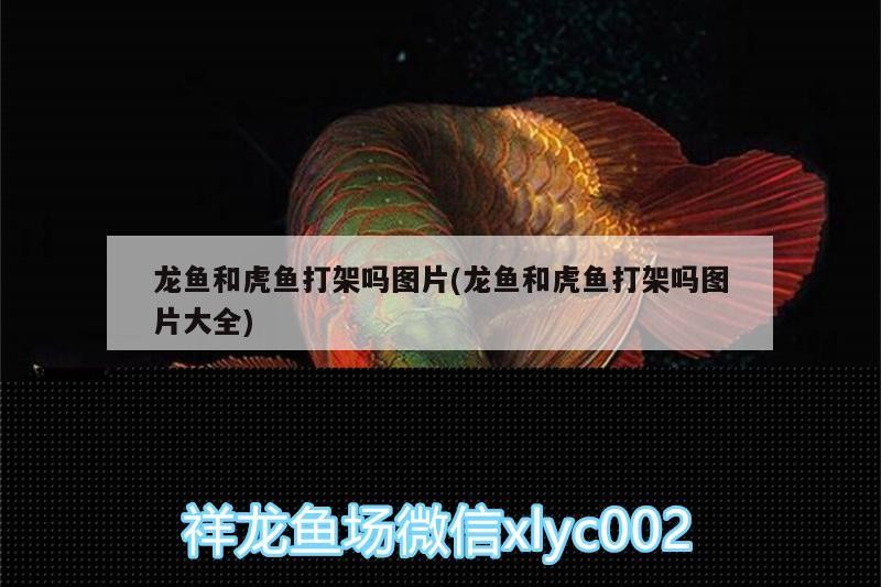 龍魚和虎魚打架嗎圖片(龍魚和虎魚打架嗎圖片大全)
