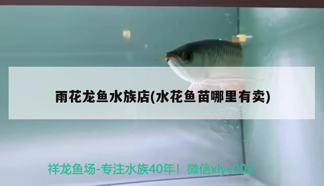 雨花龍魚水族店(水花魚苗哪里有賣) 雨花龍魚水族店(水花魚苗哪里有賣) 金龍魚百科