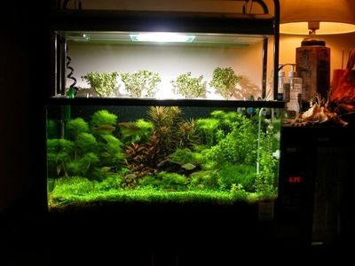 大魚缸在家里哪個位置好啊?:家里大魚缸的最佳擺放位置 魚缸百科 第3張 大魚缸在家里哪個位置好啊?:家里大魚缸的最佳擺放位置 大魚缸在家里哪個位置好啊?:家里大魚缸的最佳擺放位置 魚缸百科 第3張