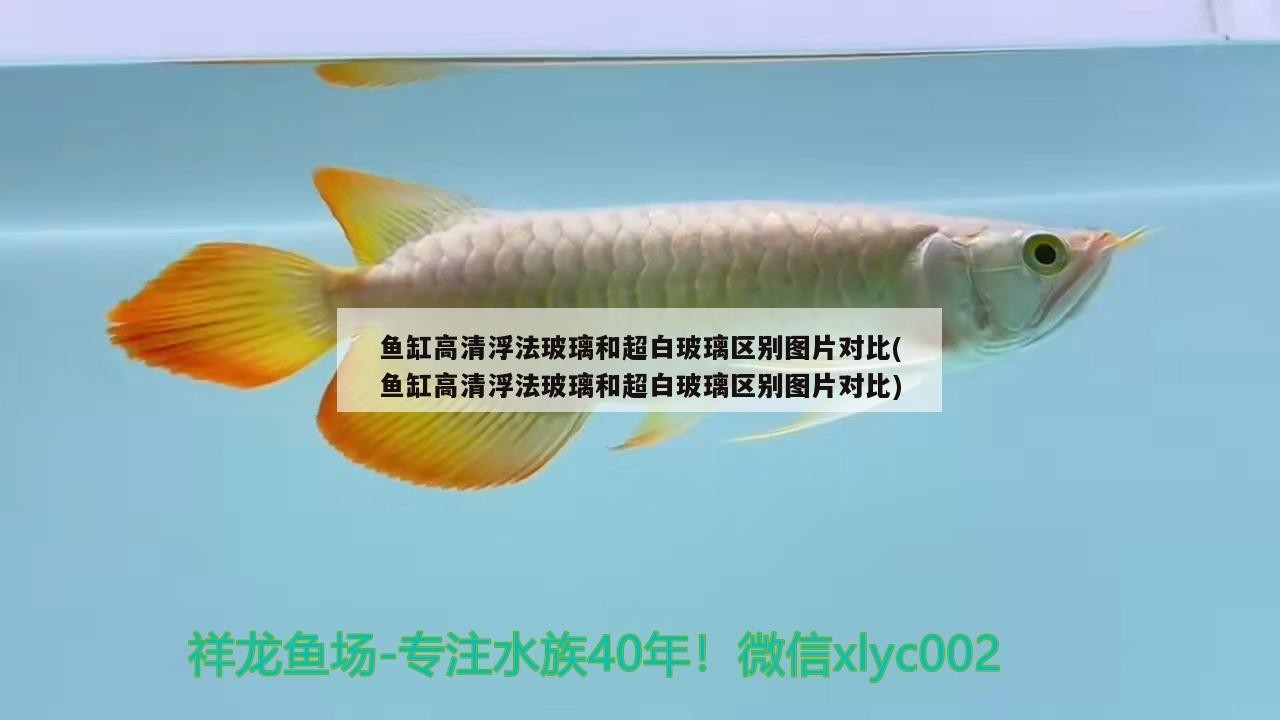 魚缸高清浮法玻璃和超白玻璃區別圖片對比(魚缸高清浮法玻璃和超白玻璃區別圖片對比)
