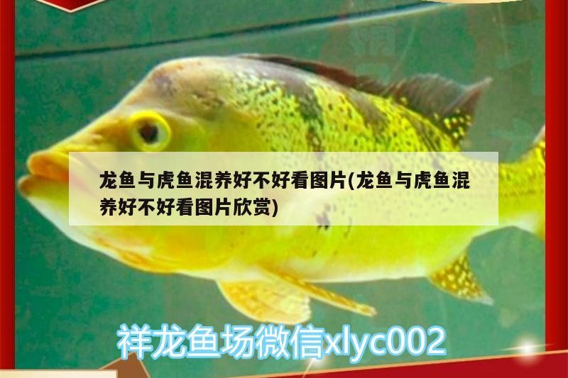 龍魚與虎魚混養(yǎng)好不好看圖片(龍魚與虎魚混養(yǎng)好不好看圖片欣賞)