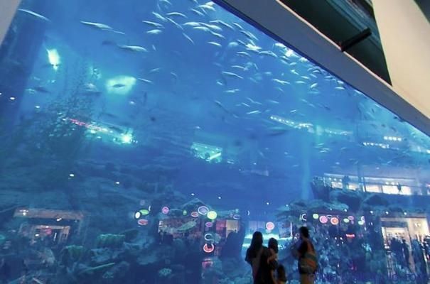 2020魚缸展會：2020年廣州國際水族展
