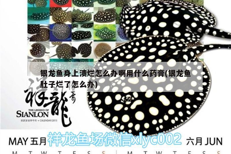 銀龍魚身上潰爛怎么辦啊用什么藥膏(銀龍魚肚子爛了怎么辦)