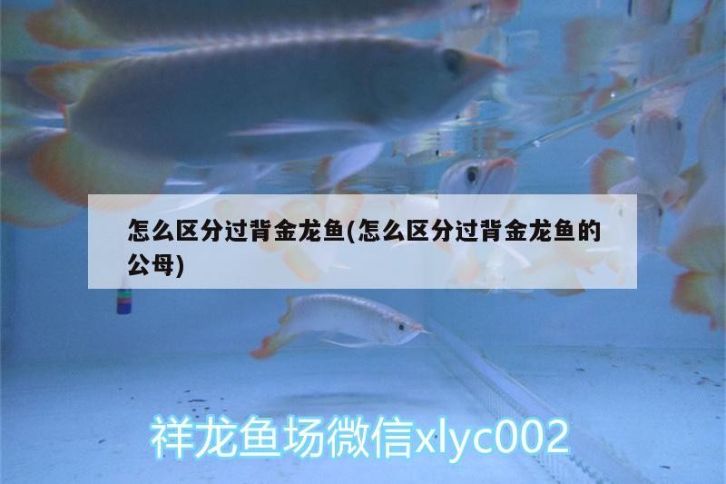 怎么區分過背金龍魚(怎么區分過背金龍魚的公母)