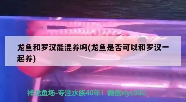 羅漢魚和紅龍魚能混養嗎：如何降低羅漢魚攻擊性，混養魚類疾病預防方法
