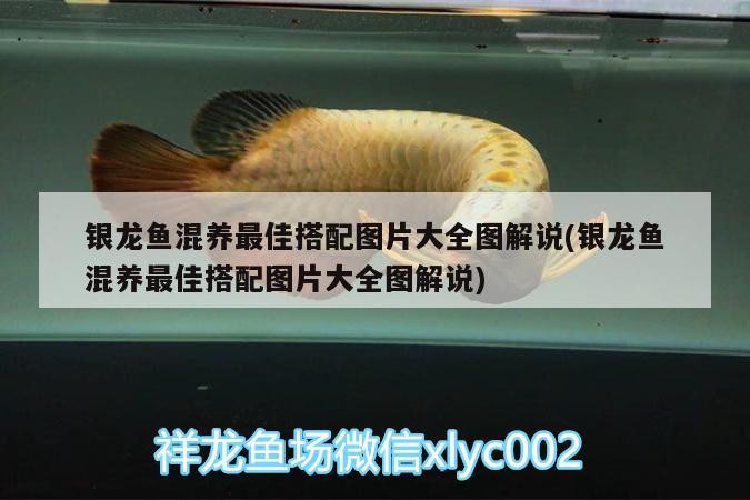 銀龍魚(yú)混養(yǎng)最佳搭配圖片大全圖解說(shuō)(銀龍魚(yú)混養(yǎng)最佳搭配圖片大全圖解說(shuō))