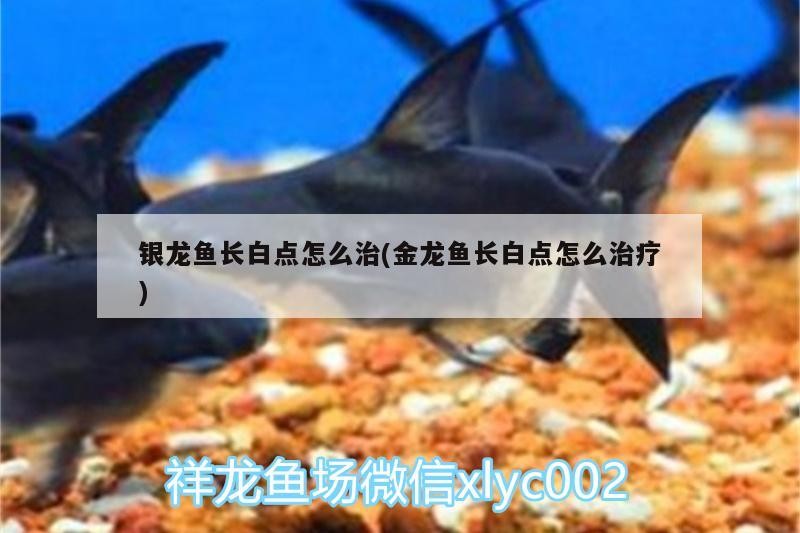 銀龍魚長(zhǎng)白點(diǎn)怎么治(金龍魚長(zhǎng)白點(diǎn)怎么治療)