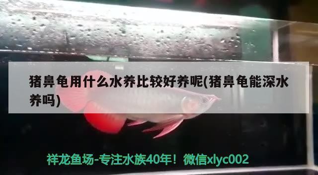 豬鼻龜用什么水養比較好養呢(豬鼻龜能深水養嗎) 豬鼻龜用什么水養比較好養呢(豬鼻龜能深水養嗎) 豬鼻龜百科