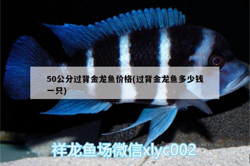 50公分過背金龍魚價格(過背金龍魚多少錢一只)