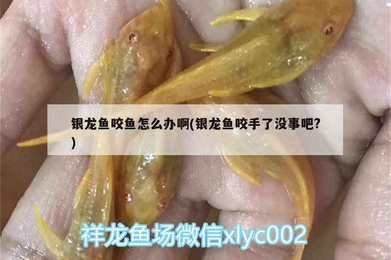 銀龍魚咬魚怎么辦啊(銀龍魚咬手了沒事吧?)
