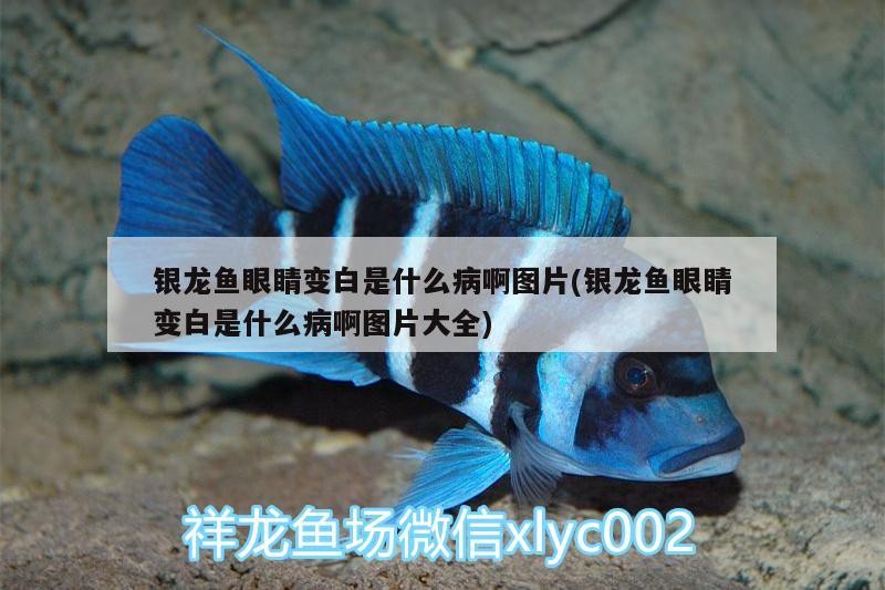 銀龍魚眼睛變白是什么病啊圖片(銀龍魚眼睛變白是什么病啊圖片大全) 銀龍魚眼睛變白是什么病啊圖片(銀龍魚眼睛變白是什么病啊圖片大全) 銀龍魚百科