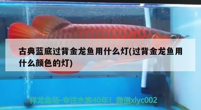 古典藍(lán)底過背金龍魚用什么燈(過背金龍魚用什么顏色的燈)
