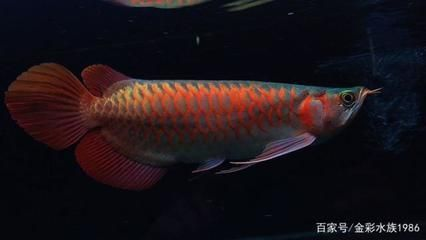 紅龍魚怎么看血統好不好