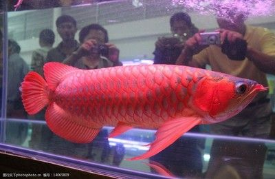 紅龍魚 壁紙：廣州觀賞魚批發市場紅龍魚壁紙