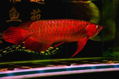 紅龍魚 壁紙：廣州觀賞魚批發市場紅龍魚壁紙