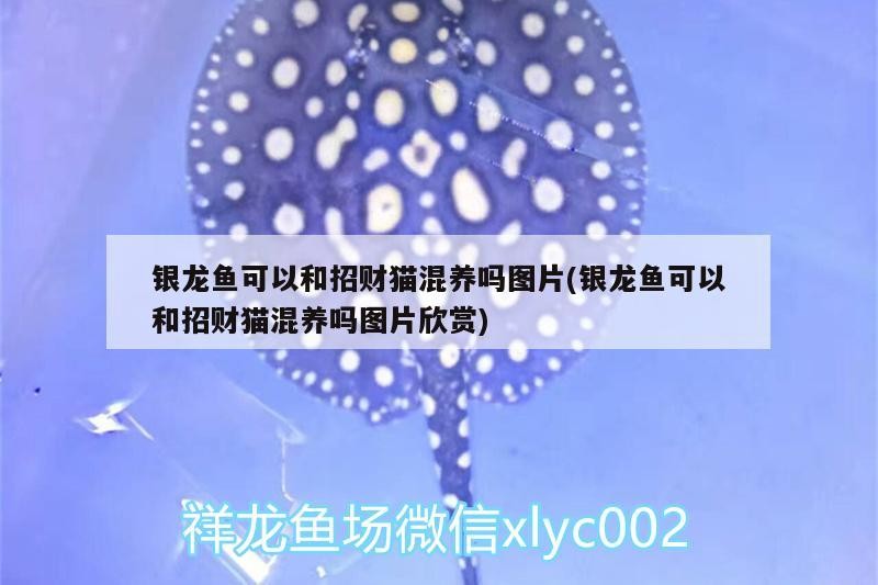 銀龍魚可以和招財貓混養嗎圖片(銀龍魚可以和招財貓混養嗎圖片欣賞) 銀龍魚可以和招財貓混養嗎圖片(銀龍魚可以和招財貓混養嗎圖片欣賞) 銀龍魚百科