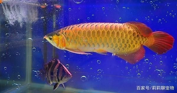 玉石魚缸可以養(yǎng)魚嗎有毒嗎圖片 玉石魚缸可以養(yǎng)魚嗎有毒嗎圖片 魚缸百科