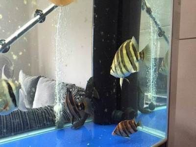 龍魚咬破了手vs祥龍魚場：龍魚咬傷處理方法 龍魚咬破了手vs祥龍魚場：龍魚咬傷處理方法 vs祥龍魚場 第3張